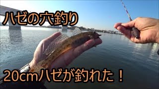 ハゼの穴釣りで足元ゴロタ石帯から20cmハゼが釣れた！