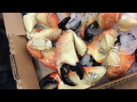 Stone Crab Claws are Here! Stone Crab Claws are Here!