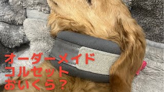 (老犬じょんくん15才)オーダーメイドコルセット購入！はたしてそのお値段は？高い？安い？#ミニチュアダックスフンド #老犬 #頚椎ヘルニア#犬用コルセット#びっくり