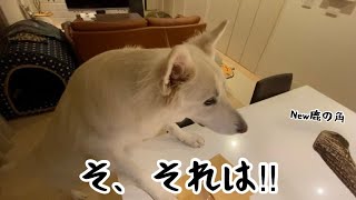 【ホワイトシェパード】れおの毎日　新しい鹿の角もらったよ。【鹿の角】