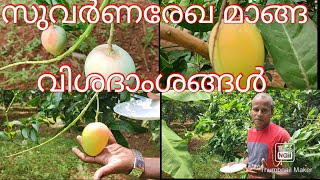 സുവർണരേഖ മാങ്ങ. Details...