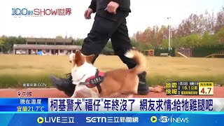 中國唯一柯基警犬太調皮! \