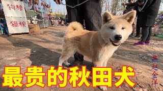 狗市遇最貴的秋田犬，狗主人張口就要六千元，大家看看值嗎？