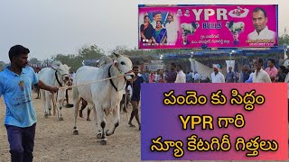 YPR New catagory Bulls ready to race at Narasaraopet Bull race 2022