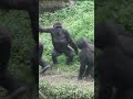 funny gorilla 😆 gorillatag 金剛猩猩 台北市立動物園 shorts