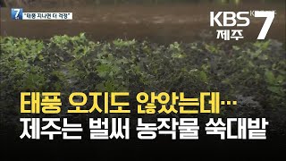 [7시뉴스제주/주요뉴스] 태풍 오지도 않았는데…제주는 벌써 농작물 쑥대밭 / KBS 2021.09.15.