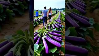 चीन में बैंगन की खेती 🍆⛏️ 😱#shorts #farming #farmer #farmingtechonology #kisan #agriculture