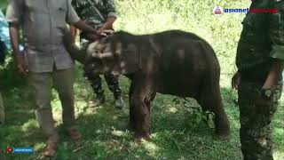 കൂട്ടം തെറ്റി കാട്ടാനക്കുട്ടി; പഴവും വെള്ളവും നൽകി വനപാലകർ | Baby Elephant