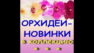 ОРХИДЕИ:НОВИНКИ в мою КОЛЛЕКЦИЮ.Орхо-подарки от зрительницы!СПАСИБО!!!