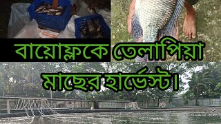 আলহামদুলিল্লাহ বায়োফ্লকে তেলাপিয়া মাছের হার্ভেস্ট হচ্ছে। ১ লক্ষ লিটার ট্যাংকে প্রায় ২ টন মাছ।