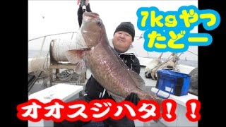 【珍しい魚】小鯵の泳がせ釣りで大型オオスジハタが釣れた！