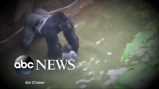 Criminal Probe Launched into Gorilla Incident at Cincinnati Zoo