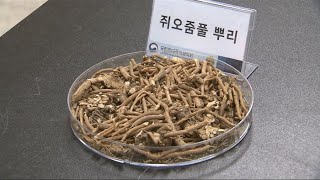 불면증엔 쥐오줌풀…뒤척이는 시간 60% 줄여줘 / 연합뉴스TV (YonhapnewsTV)