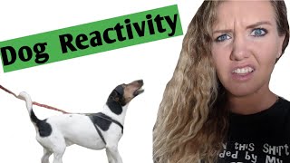 “What Is Dog Reactivity?” (Dog Trainer Explains)