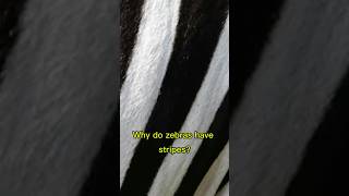 Why do zebras have stripes?