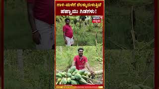 Papaya Crop Loss In Koppal | ಗಾಳಿ-ಮಳೆಗೆ ಪಪ್ಪಾಯಿ ಗಿಡಗಳು ನೆಲಕ್ಕುರುಳಿ, 1.5 ಟನ್ ಪಪ್ಪಾಯಿ ನಾಶ | N18S