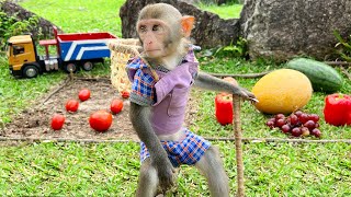 Smart monkey Bim Bim helps dad pick fruit for ducklings