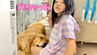 彼氏づらで娘の膝枕を独り占めする大型犬クッキー【ゴールデンレトリバーとミニチュアダックスフンド】