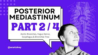 Posterior Mediastinum: Part 2: Aortic branches \u0026 Vagus Nerve: WhiteBoard Walkthrough