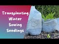 How to Transplant Winter Sown Flower Seedlings directly into the garden