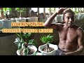 Bonsai Kelapa Gimbal Hasil Pangkas Koboi