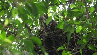 20220521 體育公園鳳頭蒼鷹 – 母鳳頭第一度護食趕走老公