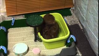 150307新しい容器で水浴びをする小豆＠モリフクロウ（Owl having a bath）