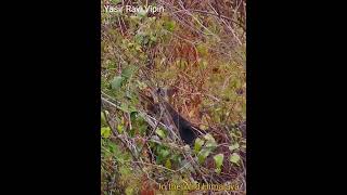 Serow and it's Baby in Heavy Under Growth | Wildlife of Himalaya