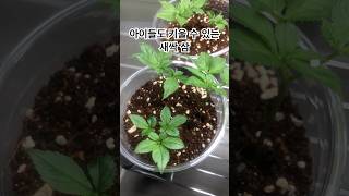 일회용 커피 컵으로 누구나 가능. #새싹 #인삼 #gardening #새싹삼 #garden #커피 #초보자 #plants #금산형 #allah #골드마운틴 #diy