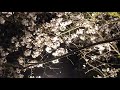 宇佐市　夜桜