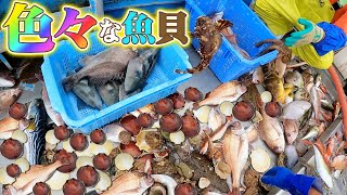 【底引網漁】色々な魚と貝がとれました！！