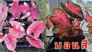 บอนสี ปลูกง่าย เมืองหนาวก็ปลูกได้ เมืองร้อนก็ปลูกดี - Caladium - (26 February 2025)