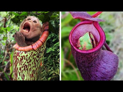 Are most insects carnivores?