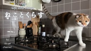 楽天でうつわとキッチン用品購入/セリアの猫グッズ【猫との暮らしvlog】