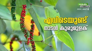 എവിടെയുണ്ട് നാടന്‍ കുരുമുളക് | Agriculture News | MyFin TV Business