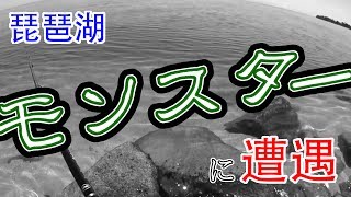 琵琶湖の怪物は近江舞子にいた... 2017年5月23日編