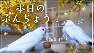 【鳥 VLOG】お誕生日を祝って文鳥さんにミモザの花をプレゼント『Birds singing』【文鳥５羽】