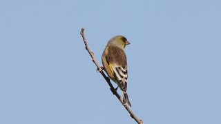 オオカワラヒワ　Grey-capped greenfinch　野鳥　wildbirds