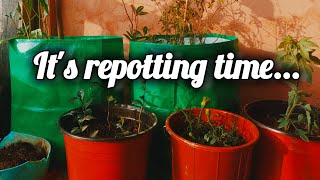 how do I repot plants....