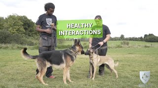 How your dog should MEET other dogs - Real Dog Training #12     #germanshepherds #dog #dogbehavior