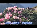 可憐戀花再會吧（伴奏）