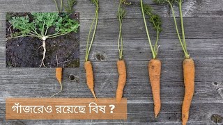 হেমলক || Hemlock || চলেন শুনি আজকের আলাপ ২.০১ || Alap 2.01