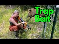 Crazy HOG HUNTING and Setting Feral PIG TRAPS.