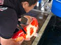 Today we visited 4 different Japanese Koi breeders! Check out how it is in Japan buying Koi!!