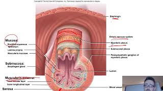 Lecture 21 Gastrointestinal Physiology