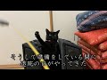 保護した野良猫を無理やり病院へ連れ行いったら「えっ、どうしたの？」その後、里親を探すという手もある中で猫を保護すると・・【猫のいい話・朗読】