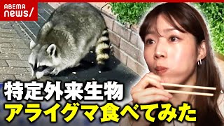 【アライグマ】実はおいしい？捕獲数急増の“特定外来生物”田中萌アナが実食｜ABEMA的ニュースショー