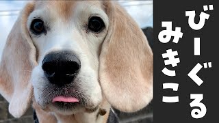 エアおすわりを披露するミキコ＊魅力溢れる保護犬ビーグルミキコ＊Mikiko The Beagle＊