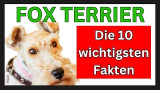 FOX TERRIER Hunderasse 🐶 Die 10 wichtigsten Fakten