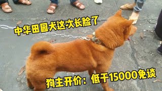 中华国犬这次长脸了，玉林狗市开价一只金钱五红，低于15000免谈